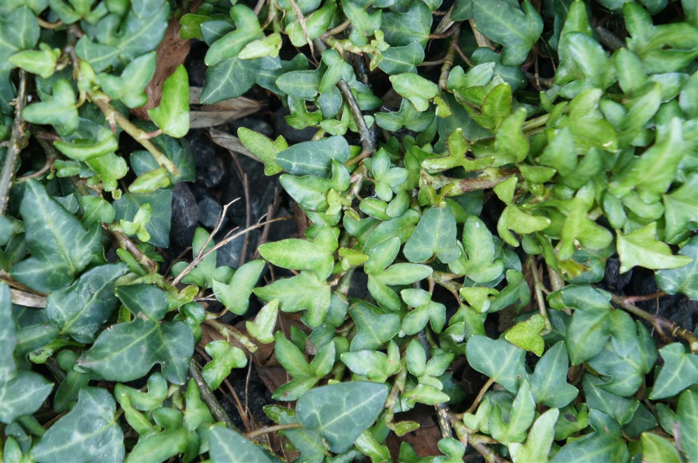 Training Ivy - Potting Shed